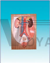 The model of male urinary system